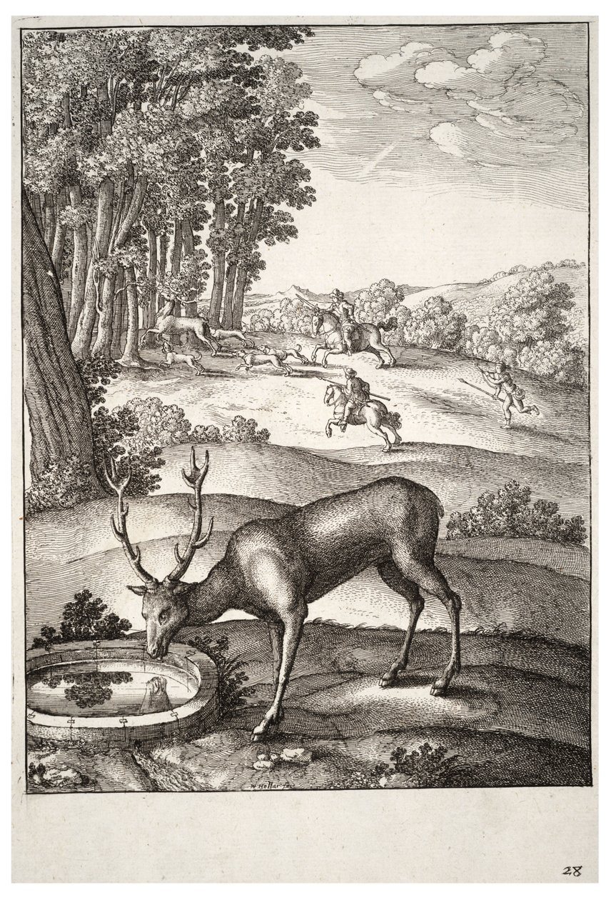 Le cerf. État 2 - Wenceslaus Hollar