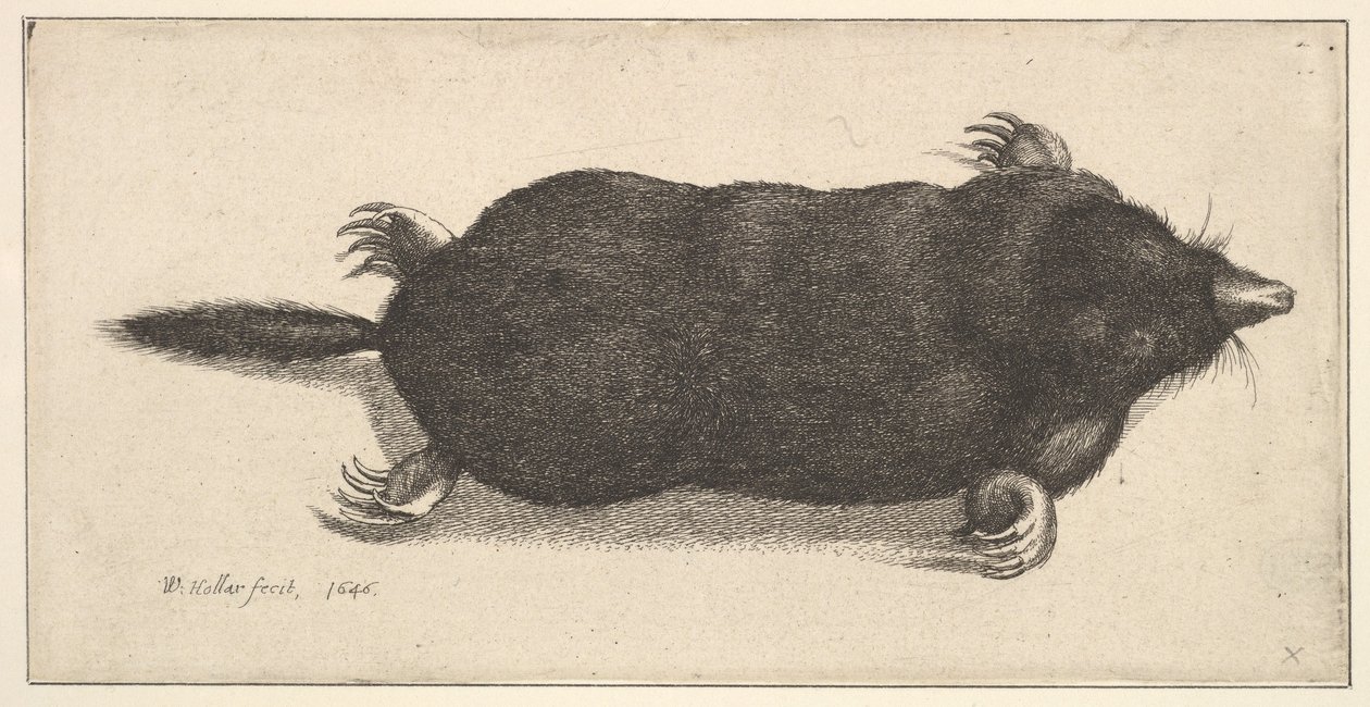 Taupe morte - Wenceslaus Hollar