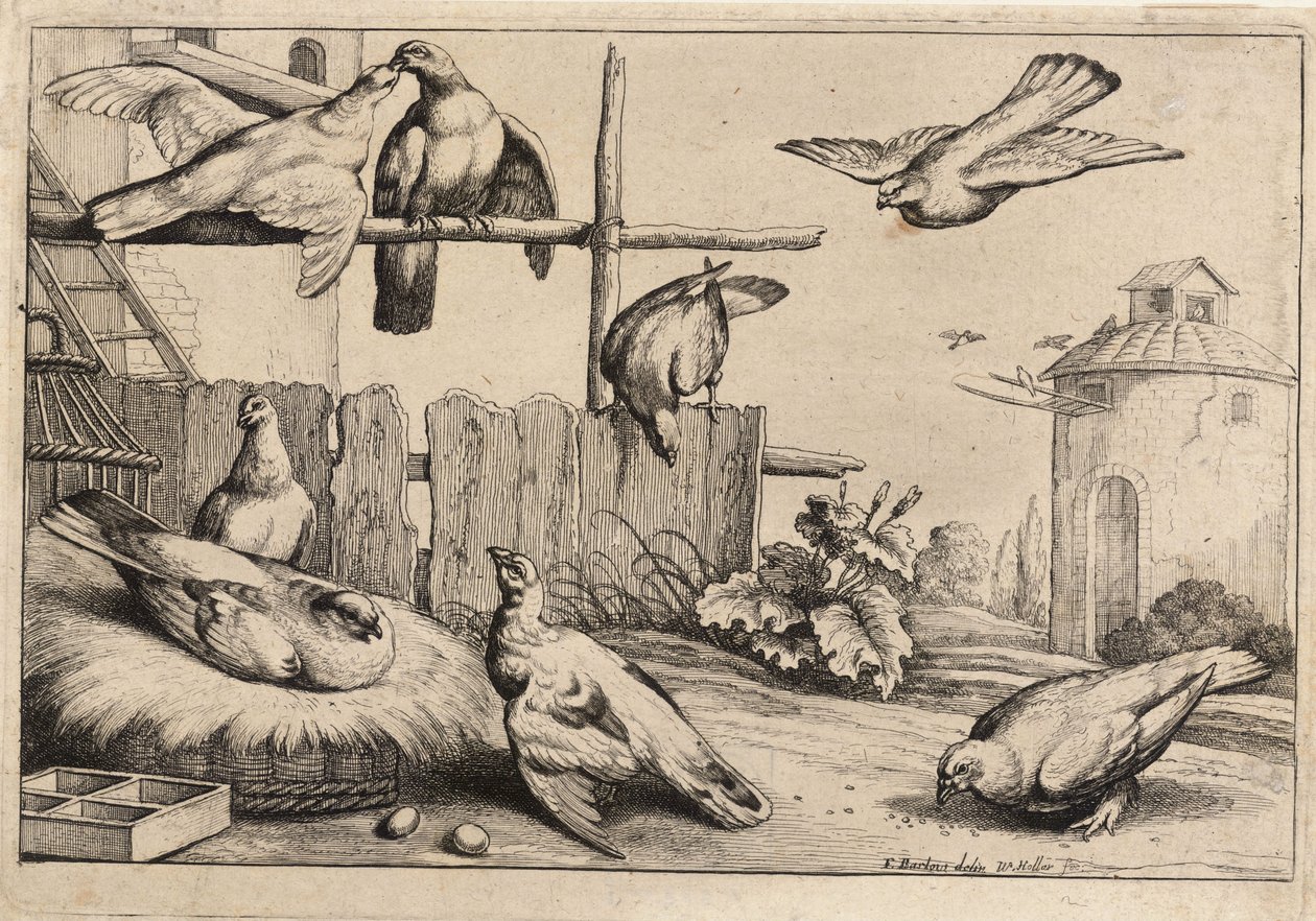 Huit colombes - Wenceslaus Hollar