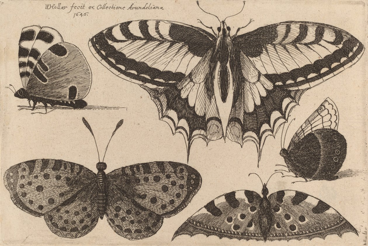 Cinq papillons, 1646 - Wenceslaus Hollar