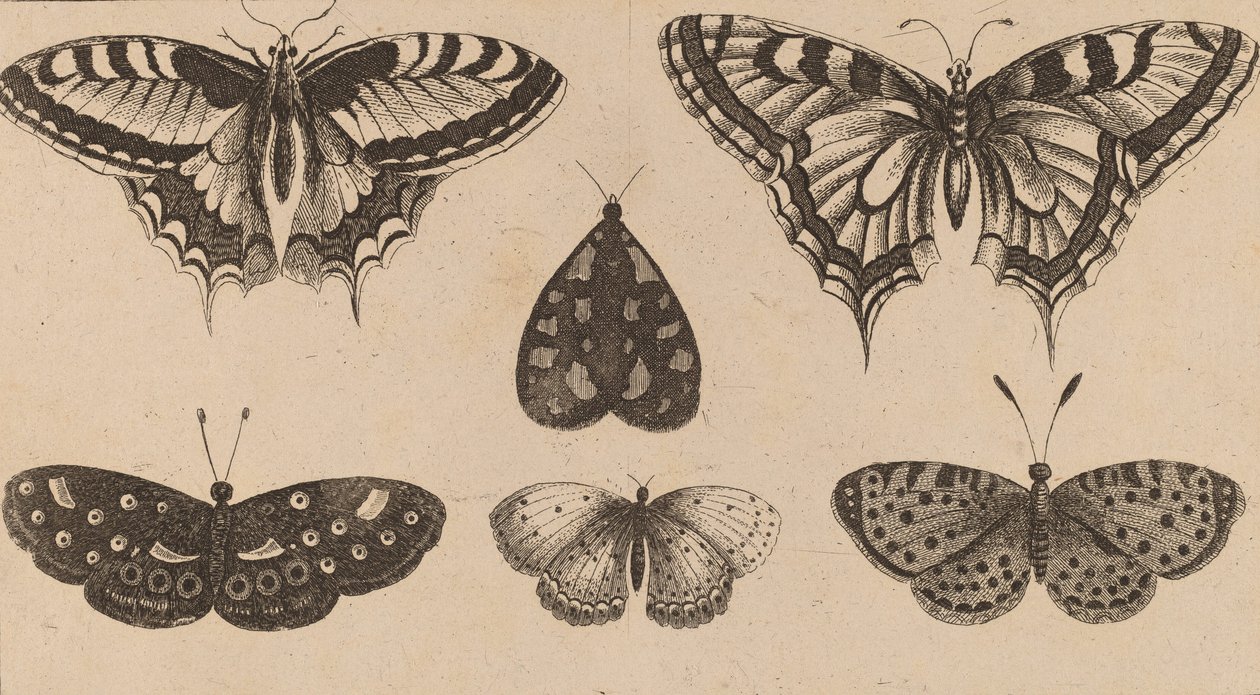 Cinq papillons et un papillon de nuit - Wenceslaus Hollar