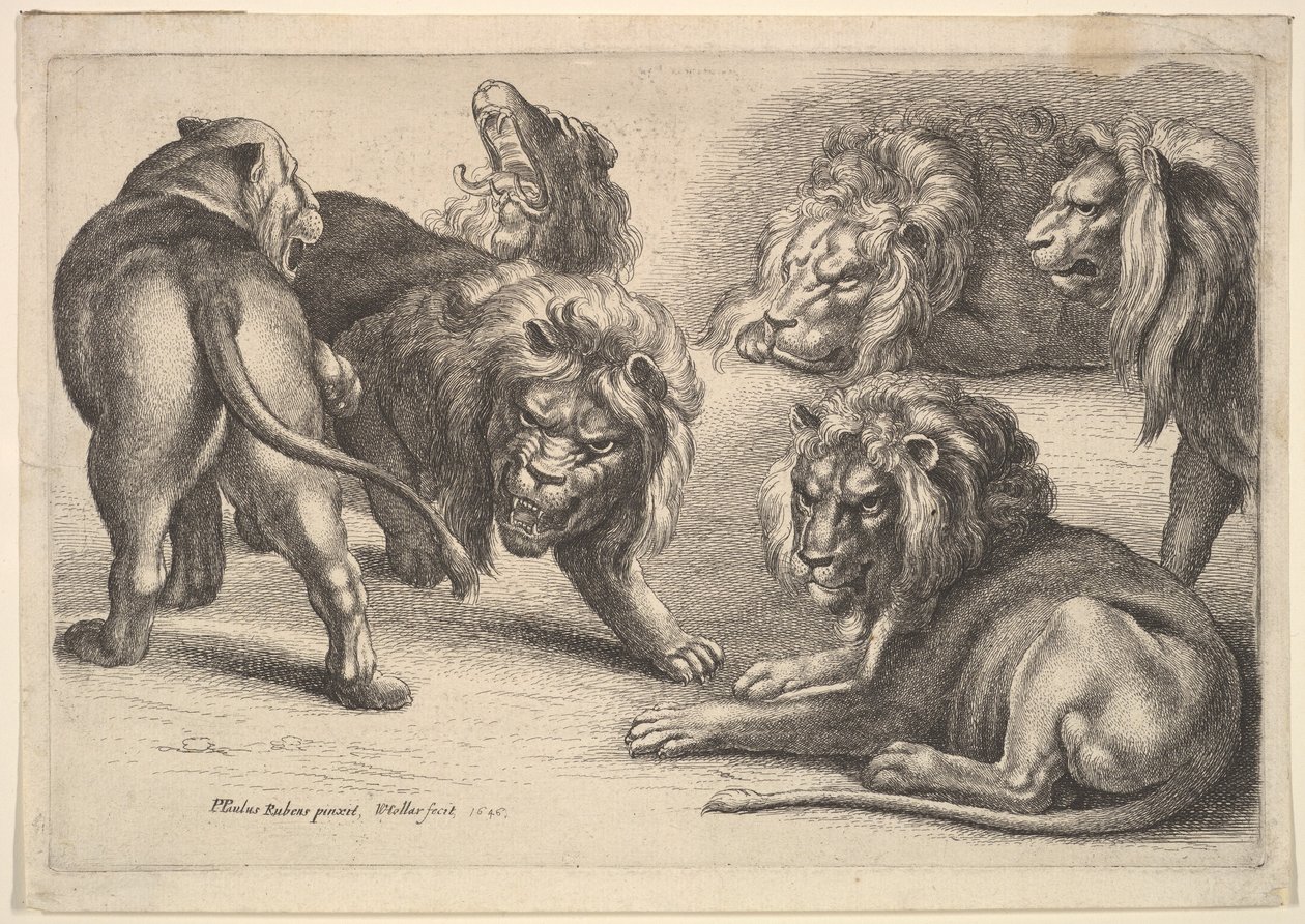Cinq lions et une lionne - Wenceslaus Hollar