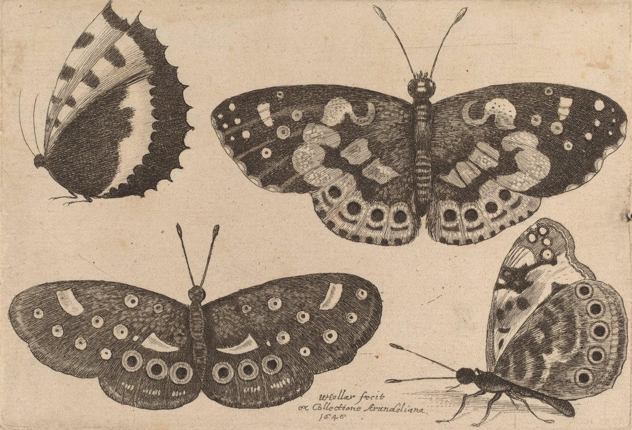 Quatre papillons, 1646 - Wenceslaus Hollar