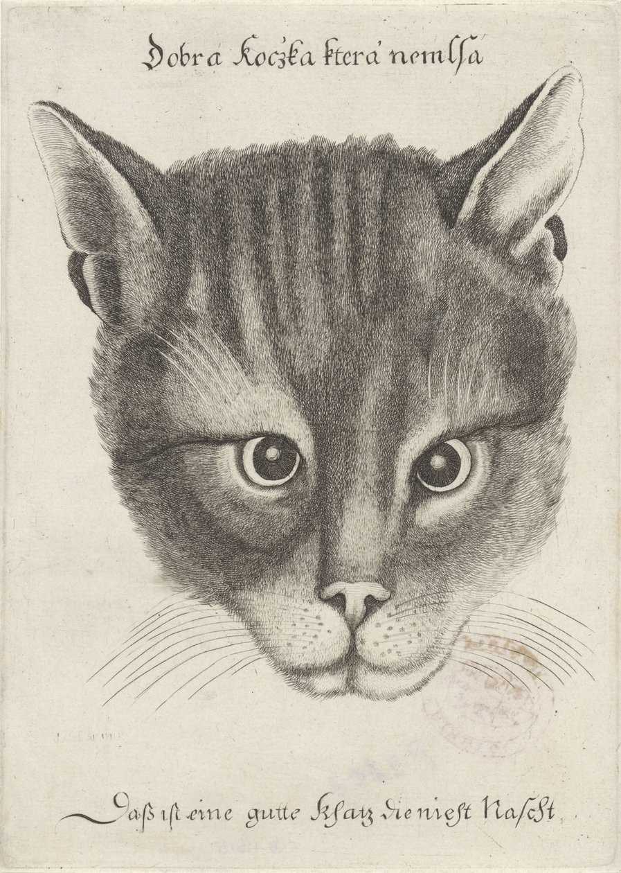 Tête de chat - Wenceslaus Hollar