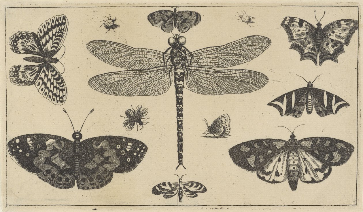 Libellule, coccinelles et papillons - Wenceslaus Hollar