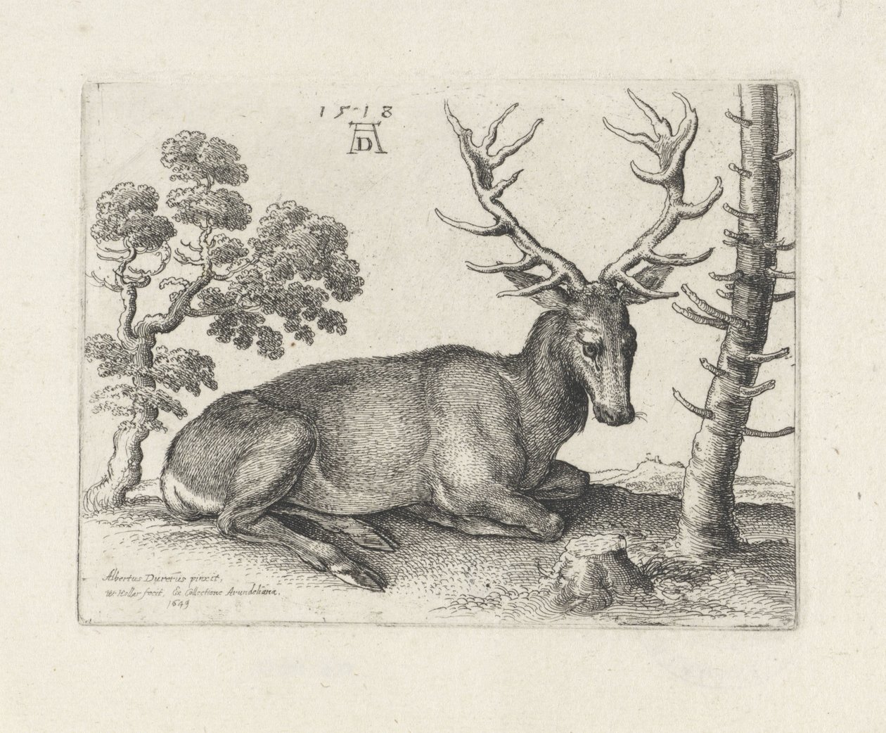 Cerf couché, vers la droite - Wenceslaus Hollar
