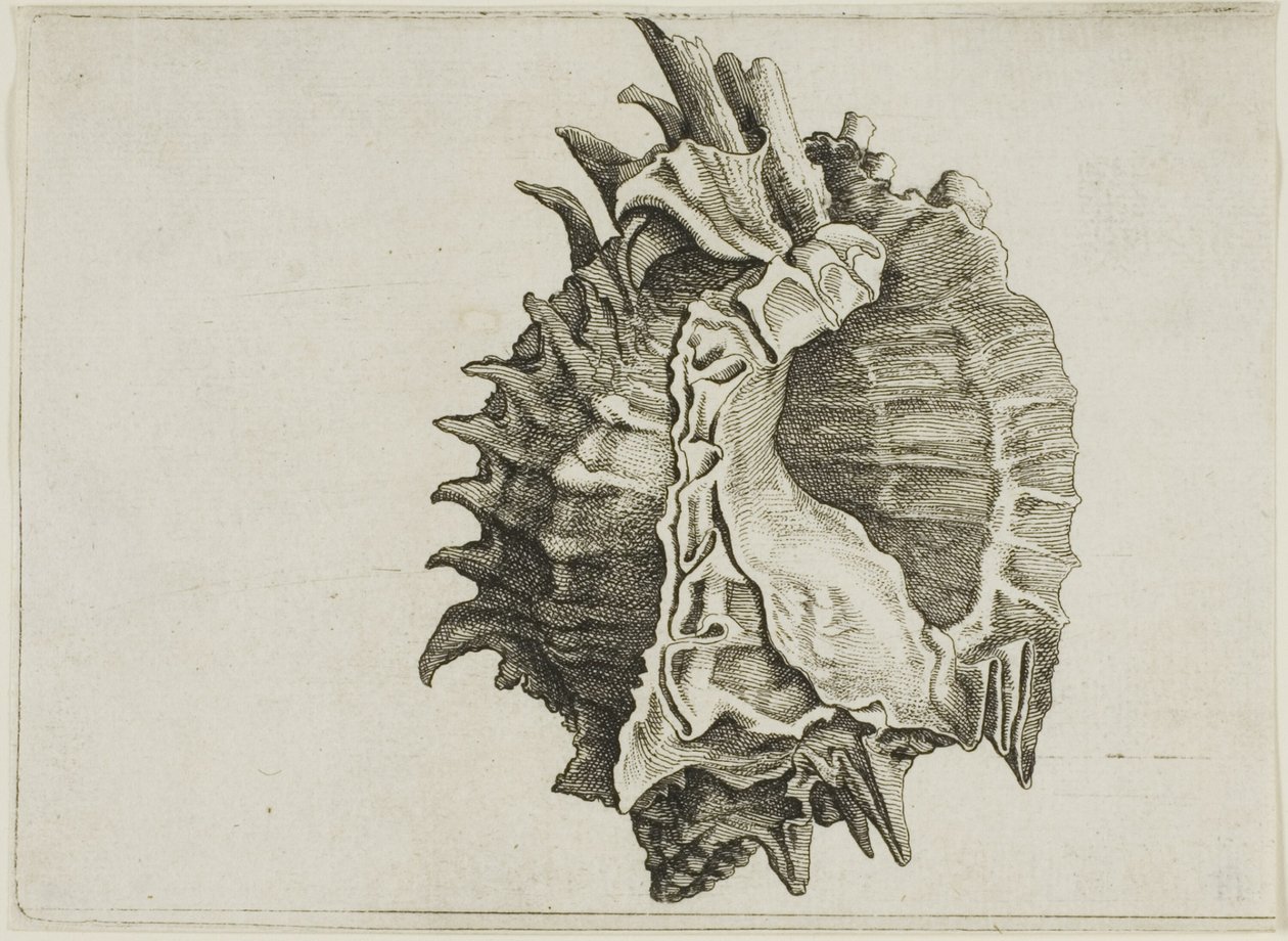 Murex à bouche rose (phyllonotus erythrostomus) - Wenceslaus Hollar