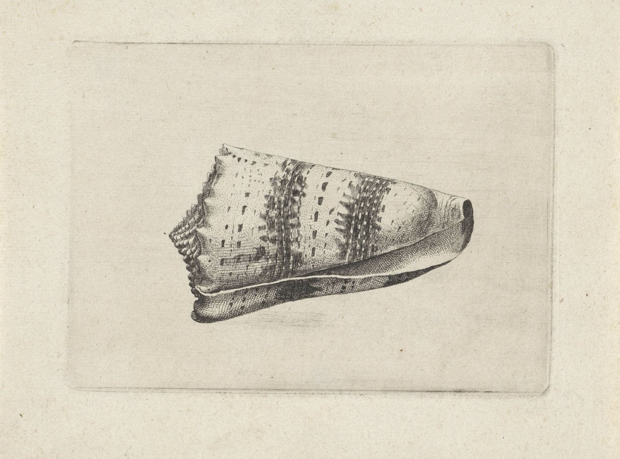 Coquille, conus imperialis - Wenceslaus Hollar