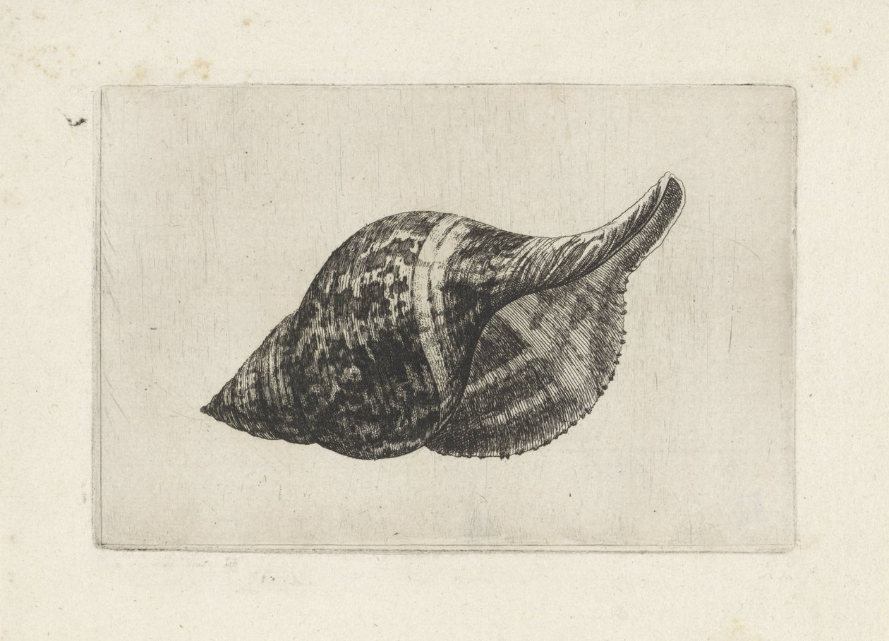 Coquille, fasciolaria tulipa - Wenceslaus Hollar