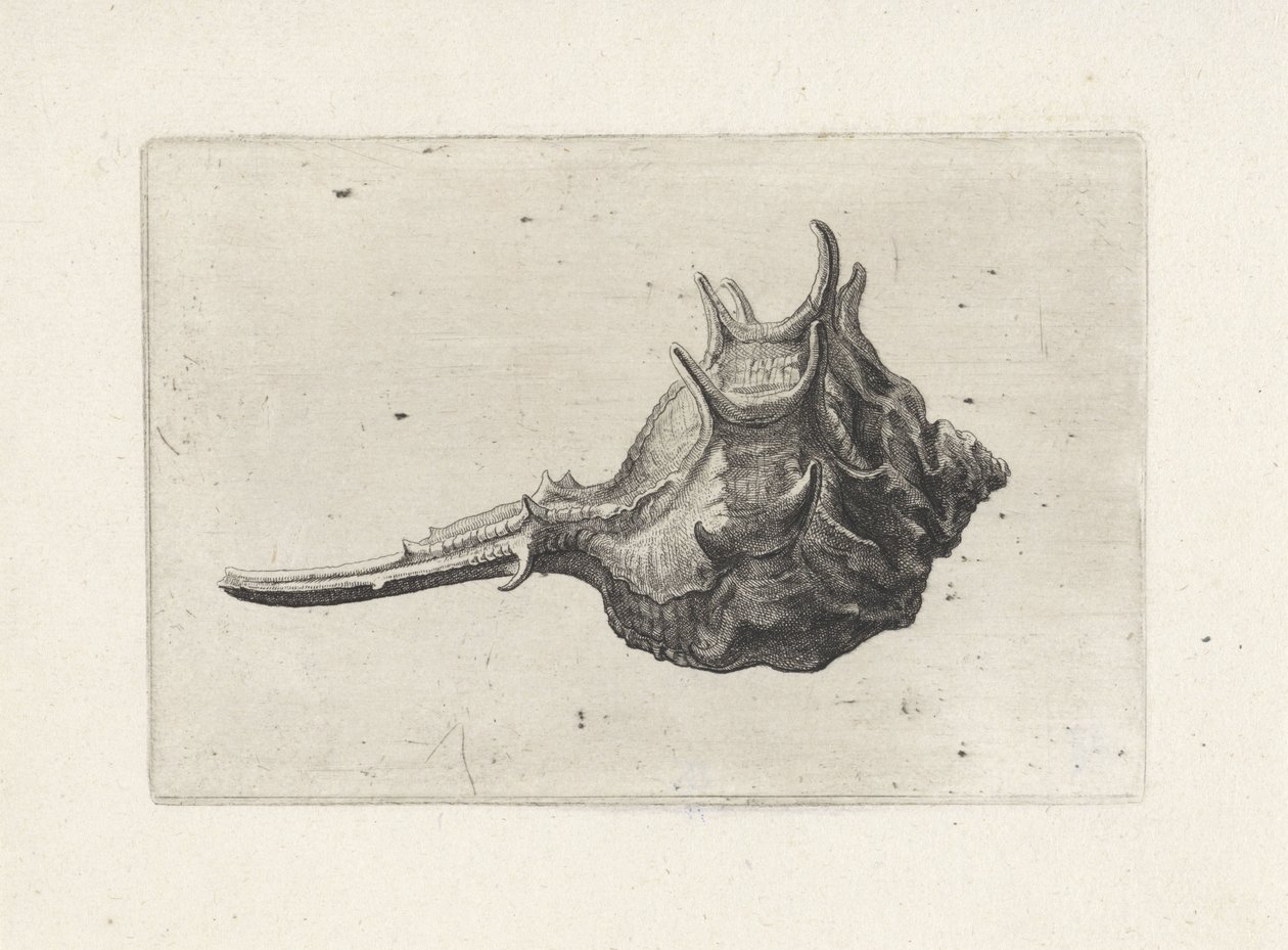 Coquille, murex brevispina - Wenceslaus Hollar