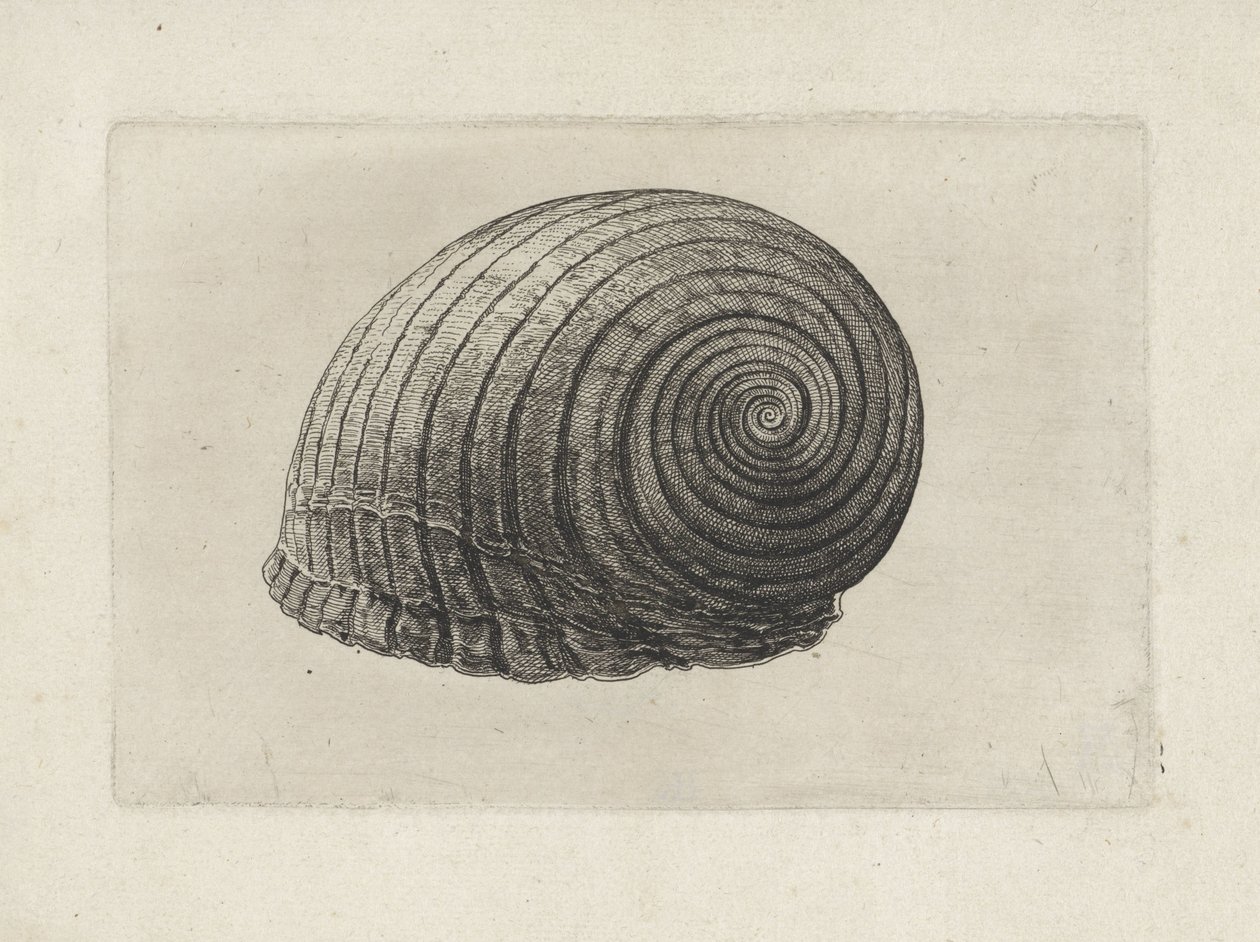 Coquille, tonna galea - Wenceslaus Hollar