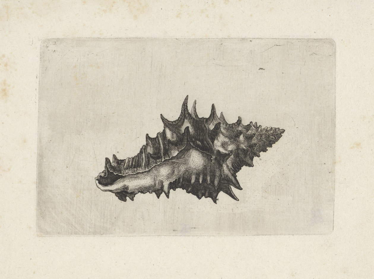 Coquille, vasum ceramicum - Wenceslaus Hollar