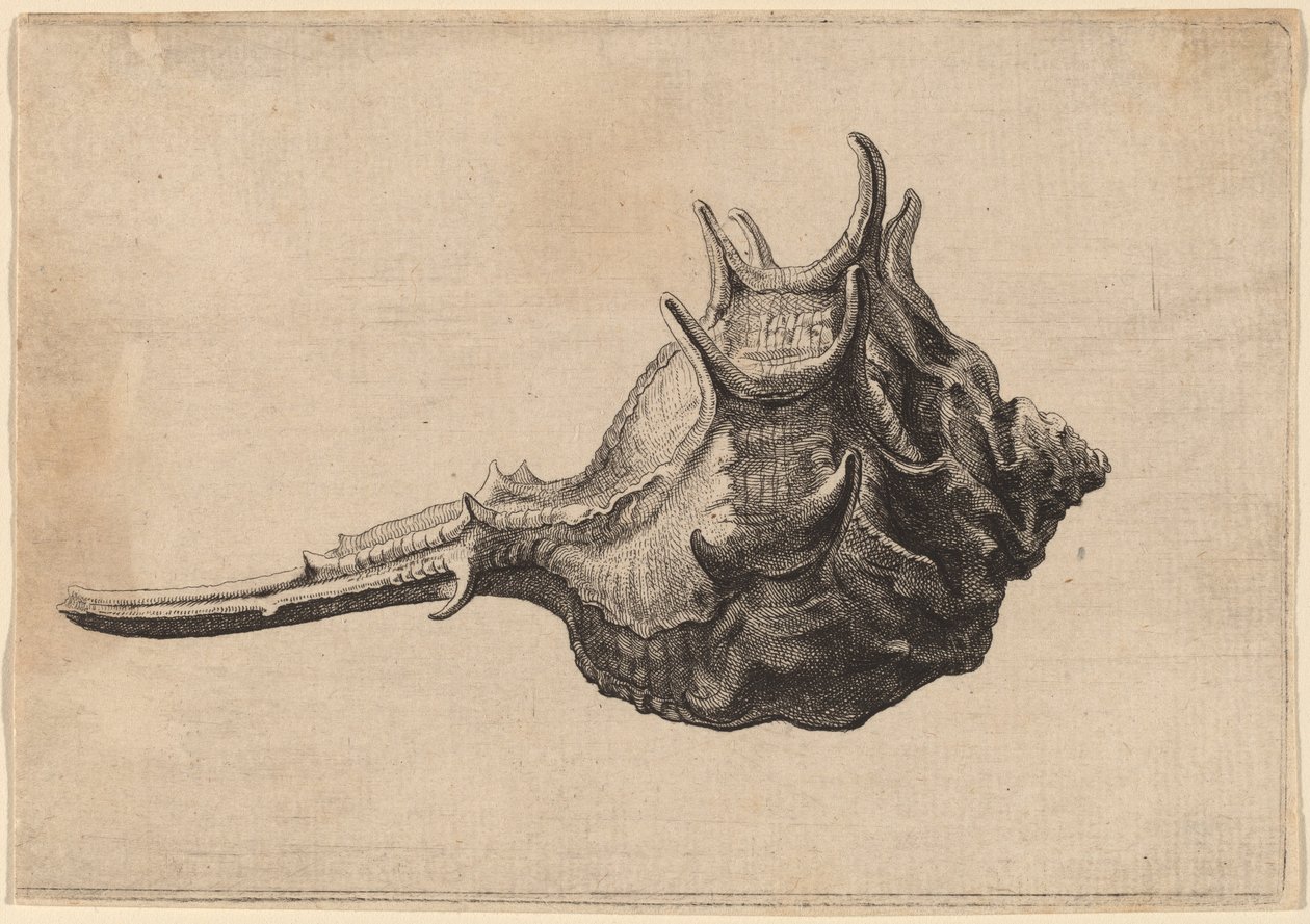 Coquillage (Murex brandaris) - Wenceslaus Hollar