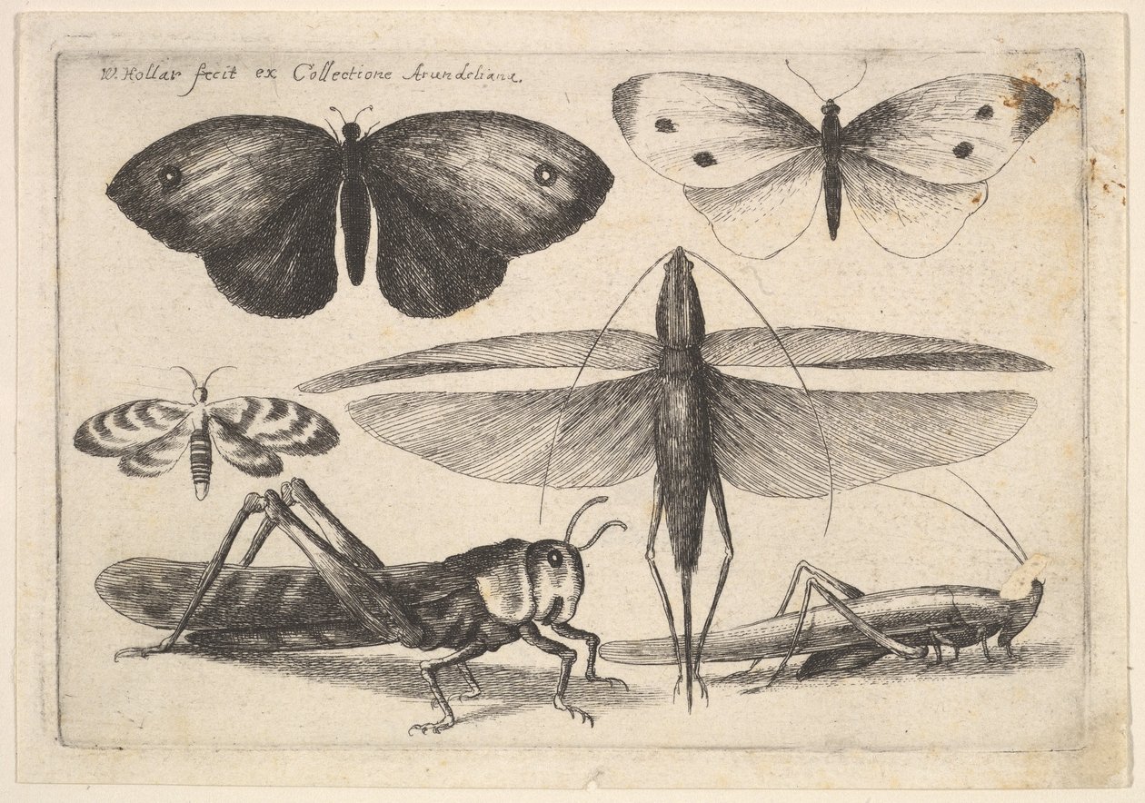 Six insectes - Wenceslaus Hollar