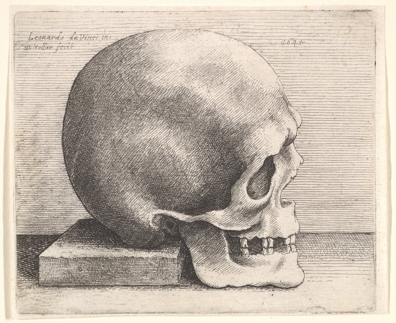 Crâne en profil à droite, 1645 - Wenceslaus Hollar
