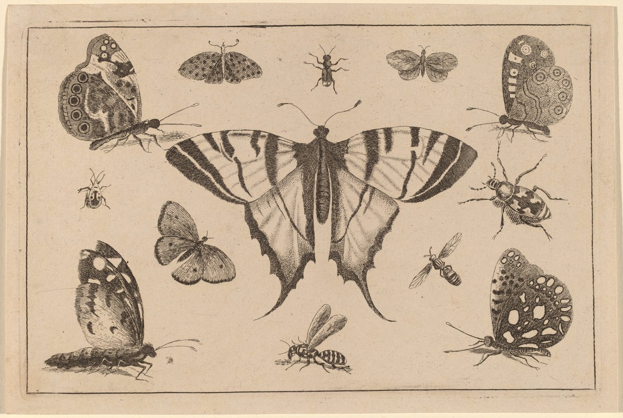 Papillon à queue d