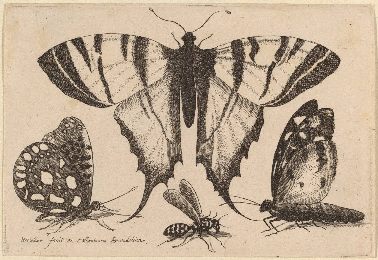 Deux papillons, une guêpe et un papillon de nuit - Wenceslaus Hollar