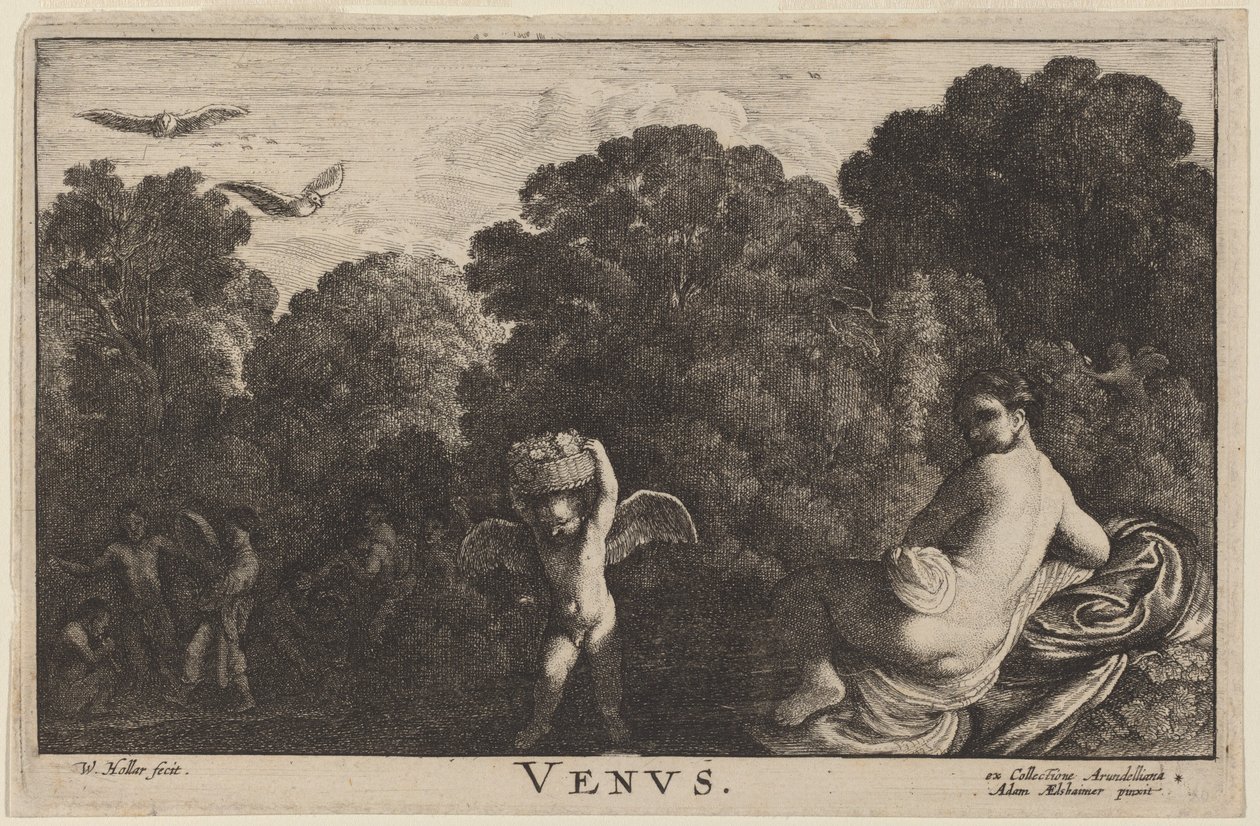 Vénus - Wenceslaus Hollar