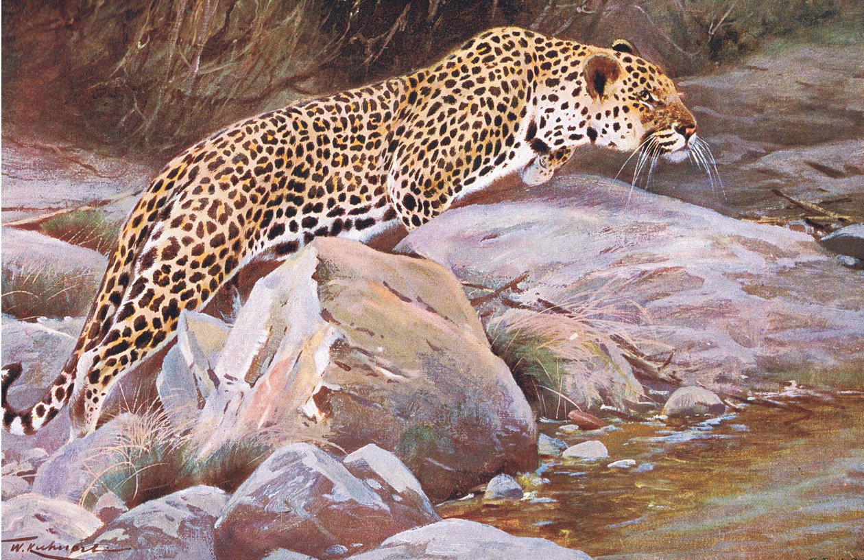 Léopard, de Faune du monde publié par Frederick Warne & Co, vers 1900 - Wilhelm Kuhnert