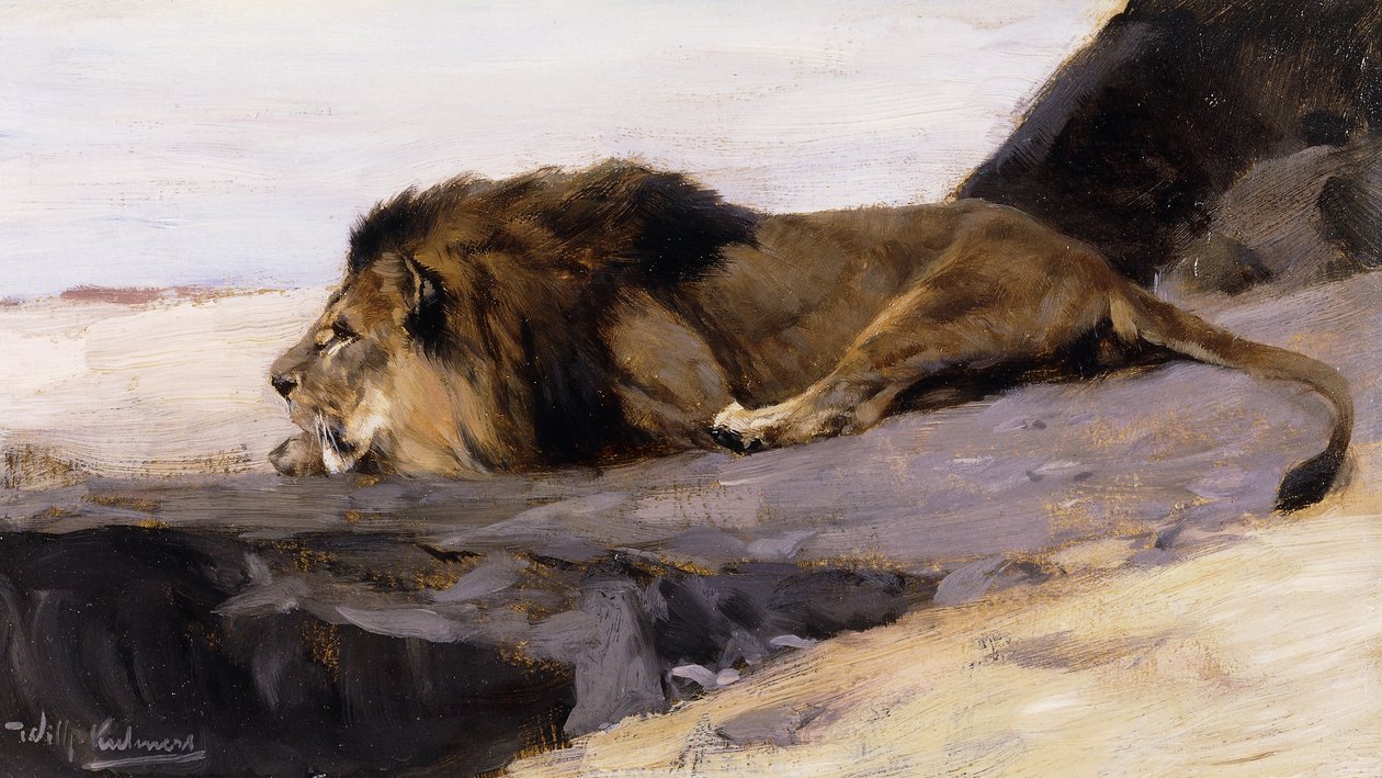 Un lion au repos; Ruhender Lowe - Wilhelm Kuhnert