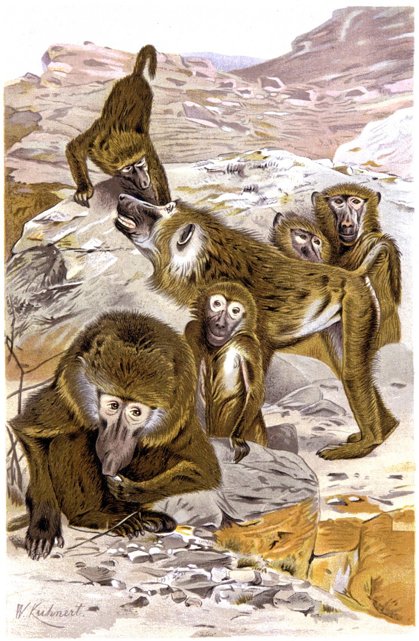Baboons - Wilhelm Kuhnert