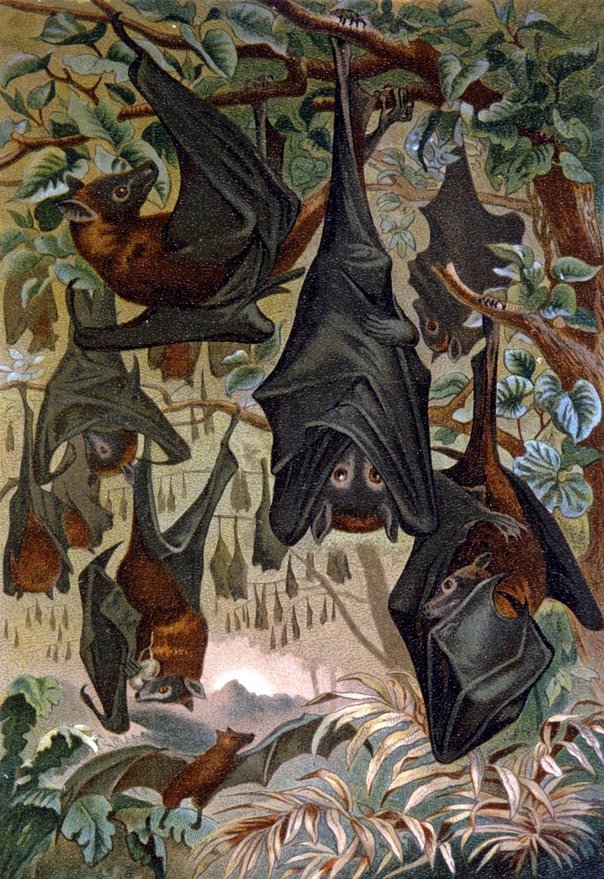 Chauves-souris - Wilhelm Kuhnert