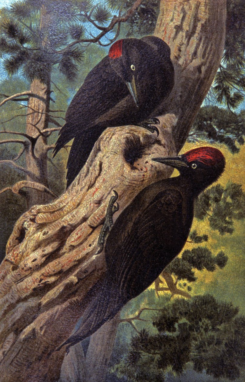 Pic noir (illustration) - Wilhelm Kuhnert