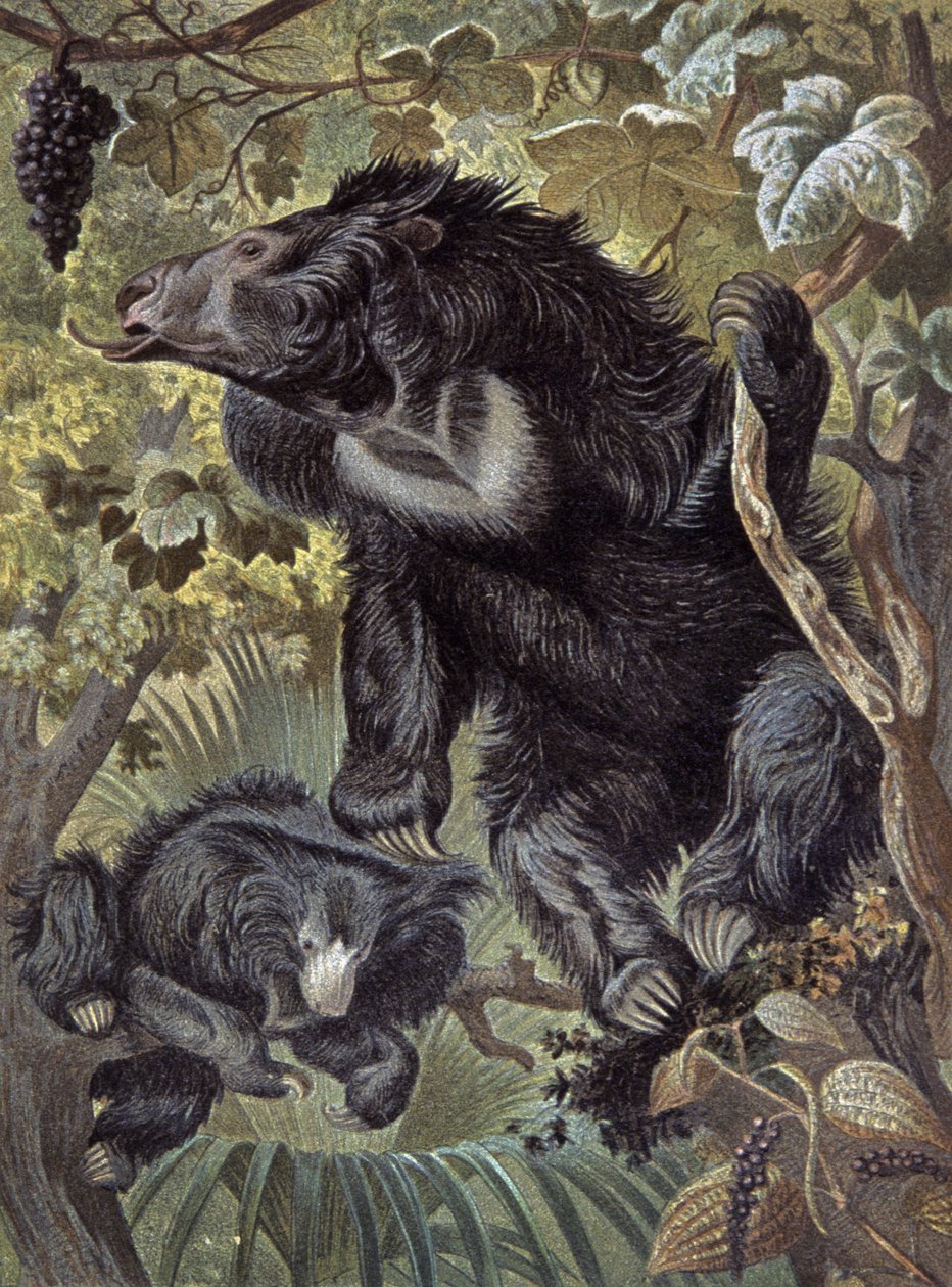 Ours paresseux - Wilhelm Kuhnert