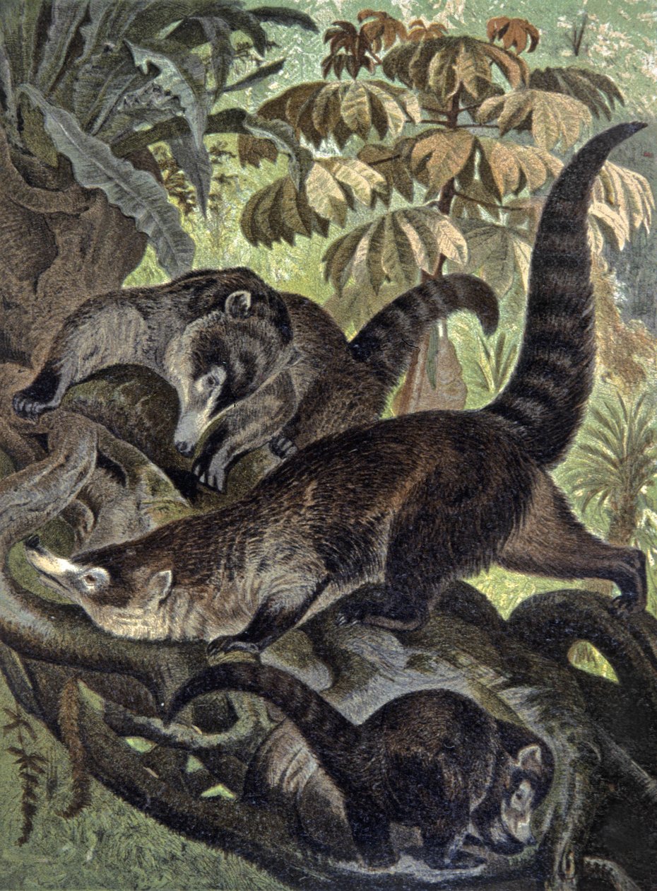 Coati à nez blanc - Wilhelm Kuhnert