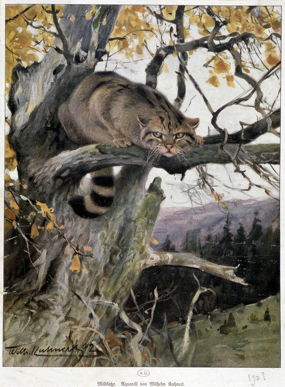 Chat sauvage - Aquarelle de Wilhelm Ruhnert - Wilhelm Kuhnert