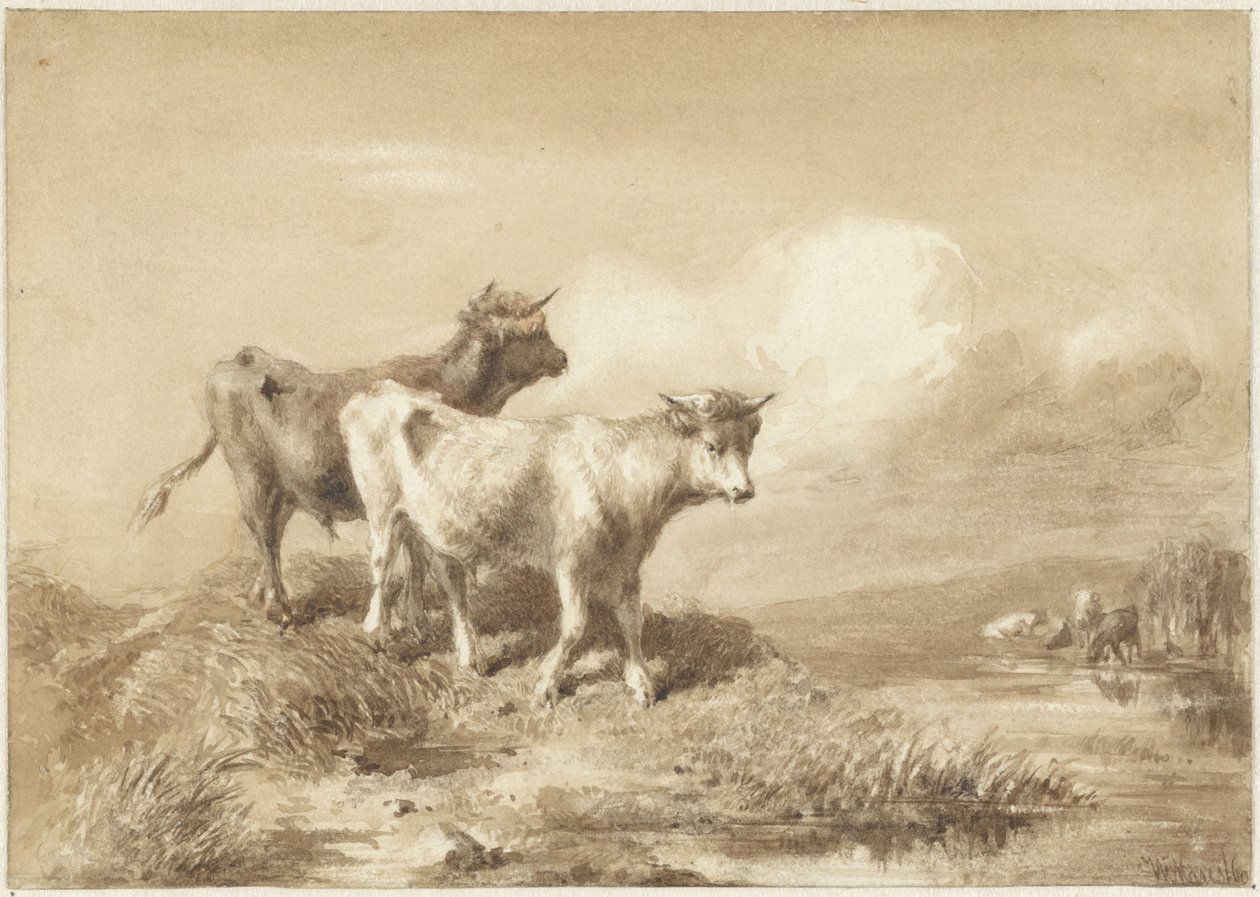 Vaches près de l