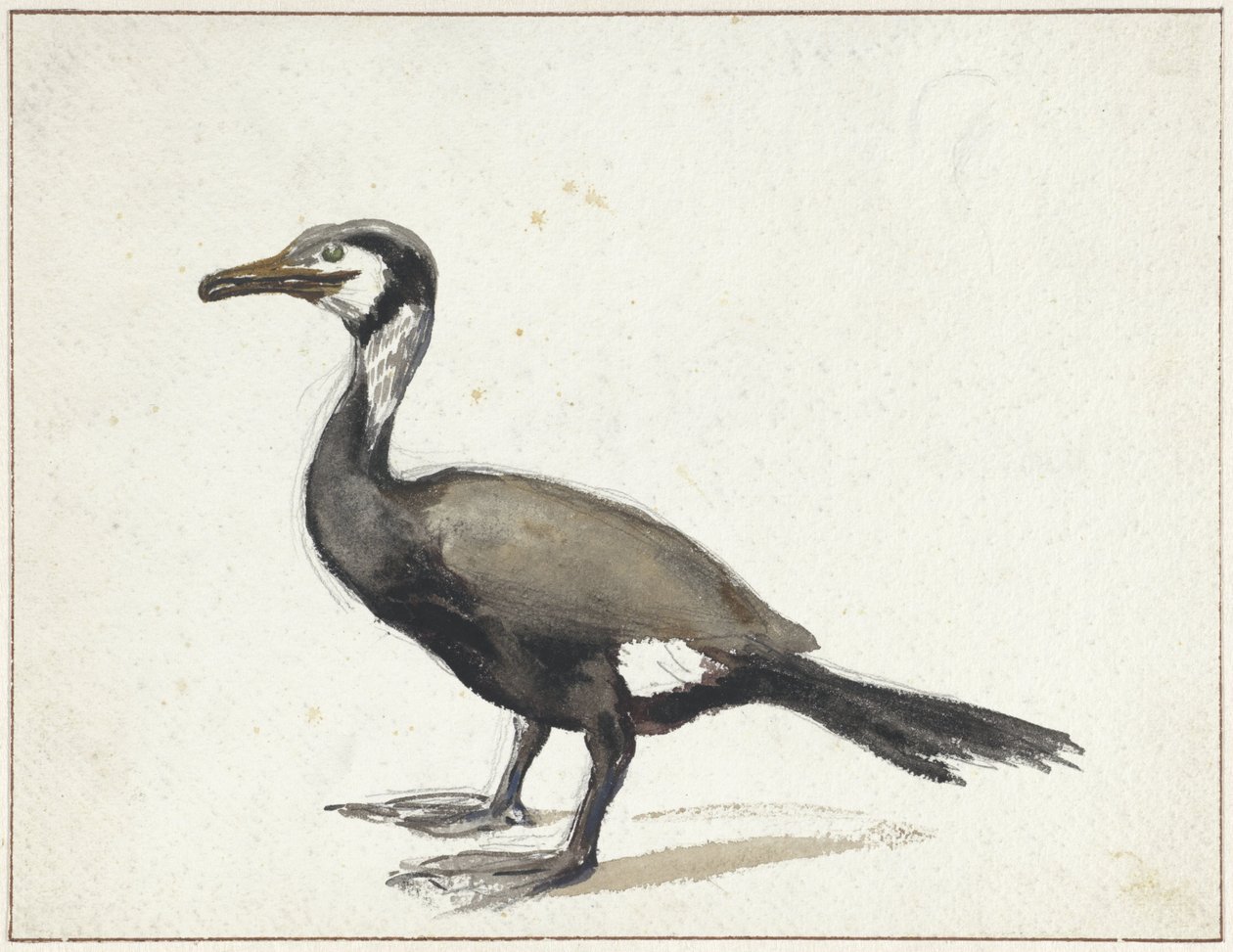 Cormoran - Willem Roelofs (I)