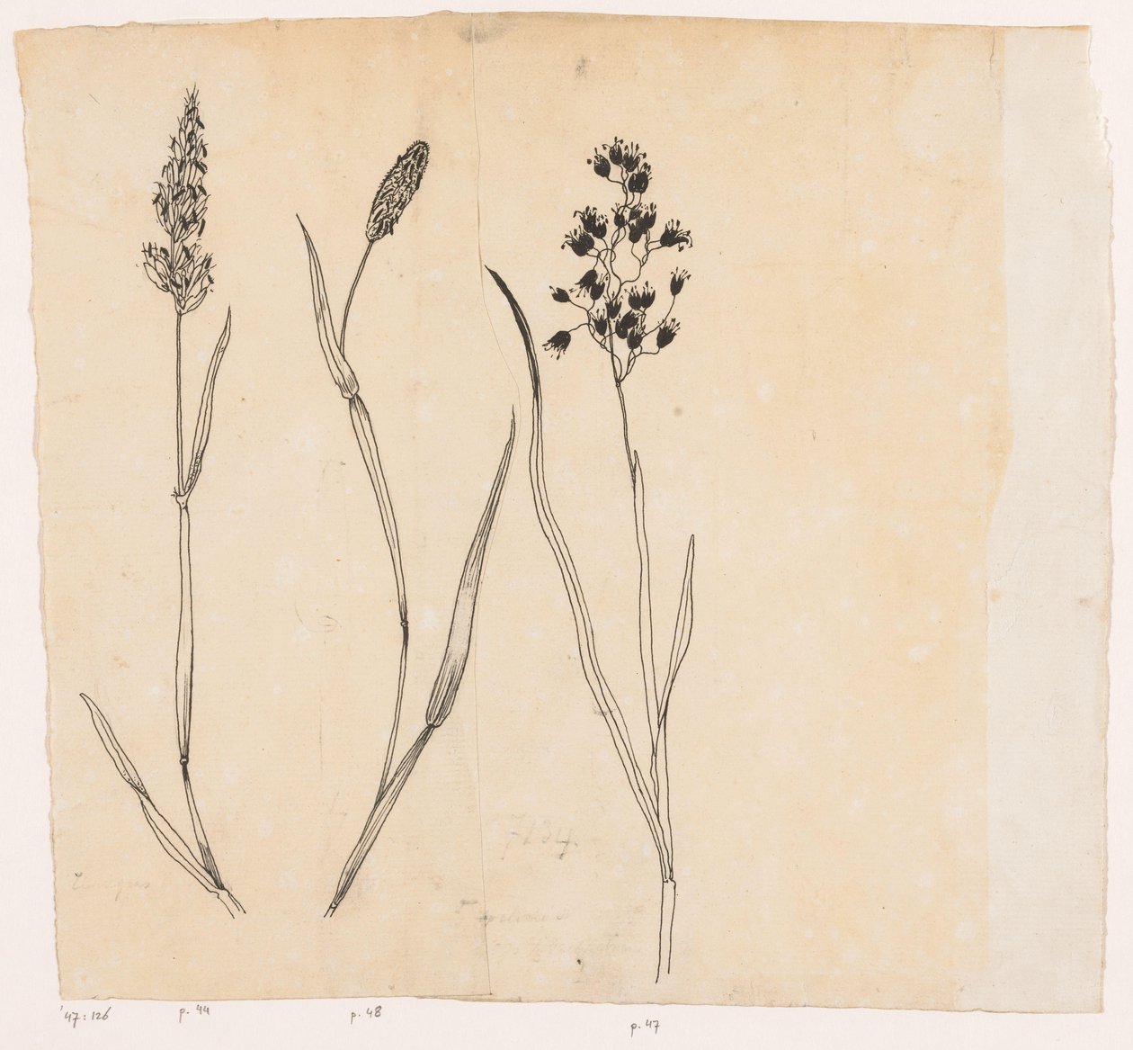 Flouve odorante, fléole et agrostide - Willem Wenckebach
