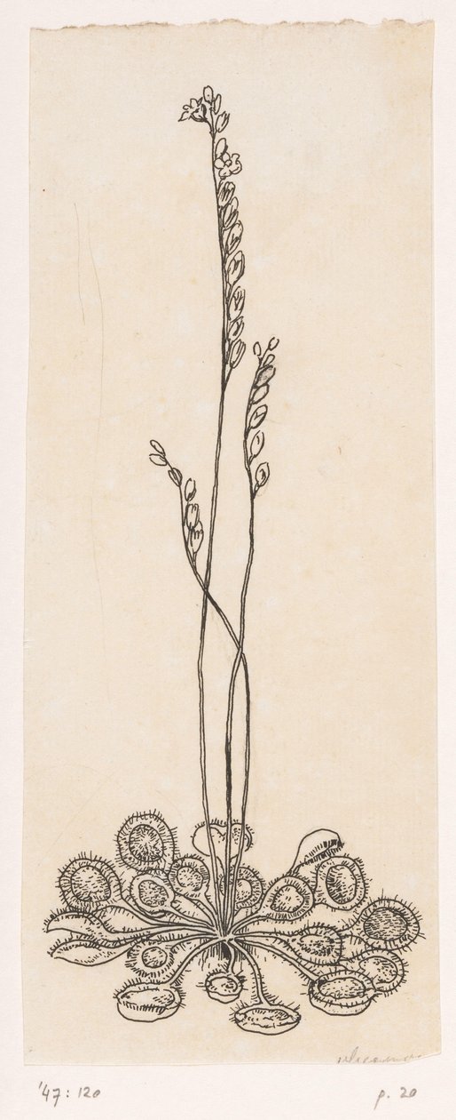 Attrape-mouches - Willem Wenckebach
