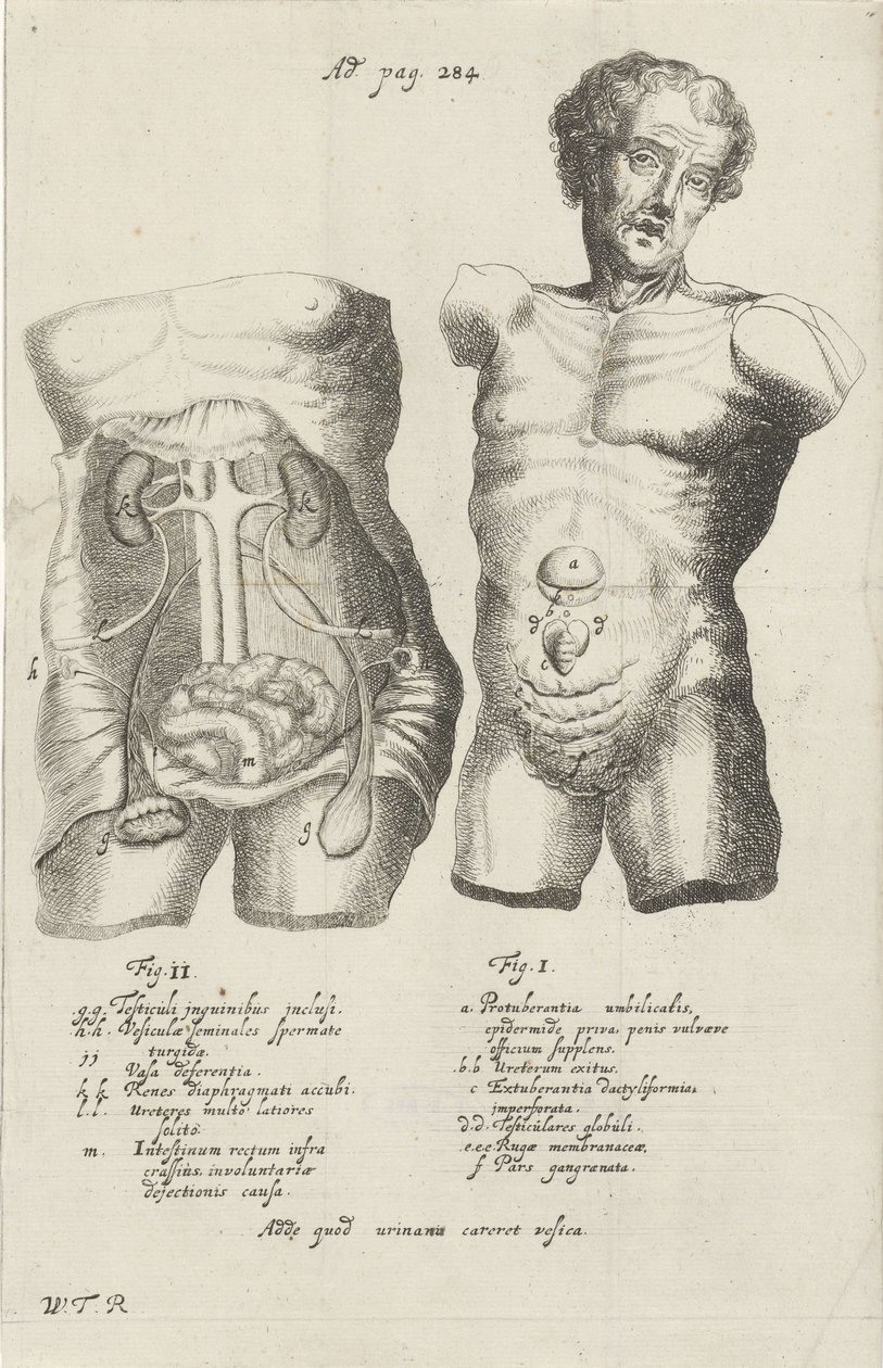 Étude anatomique de deux torses - Willem ten Rhijne