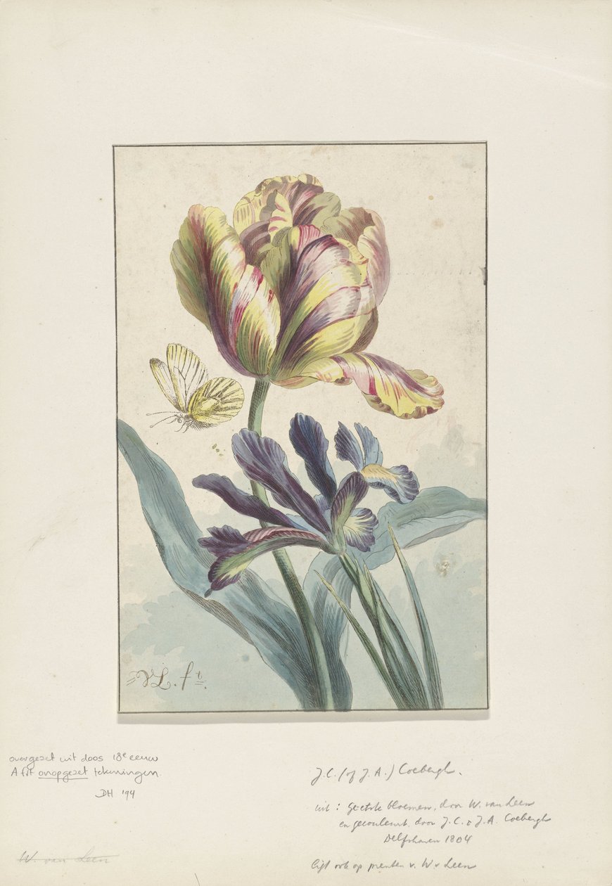 Tulipe et iris - Willem van Leen