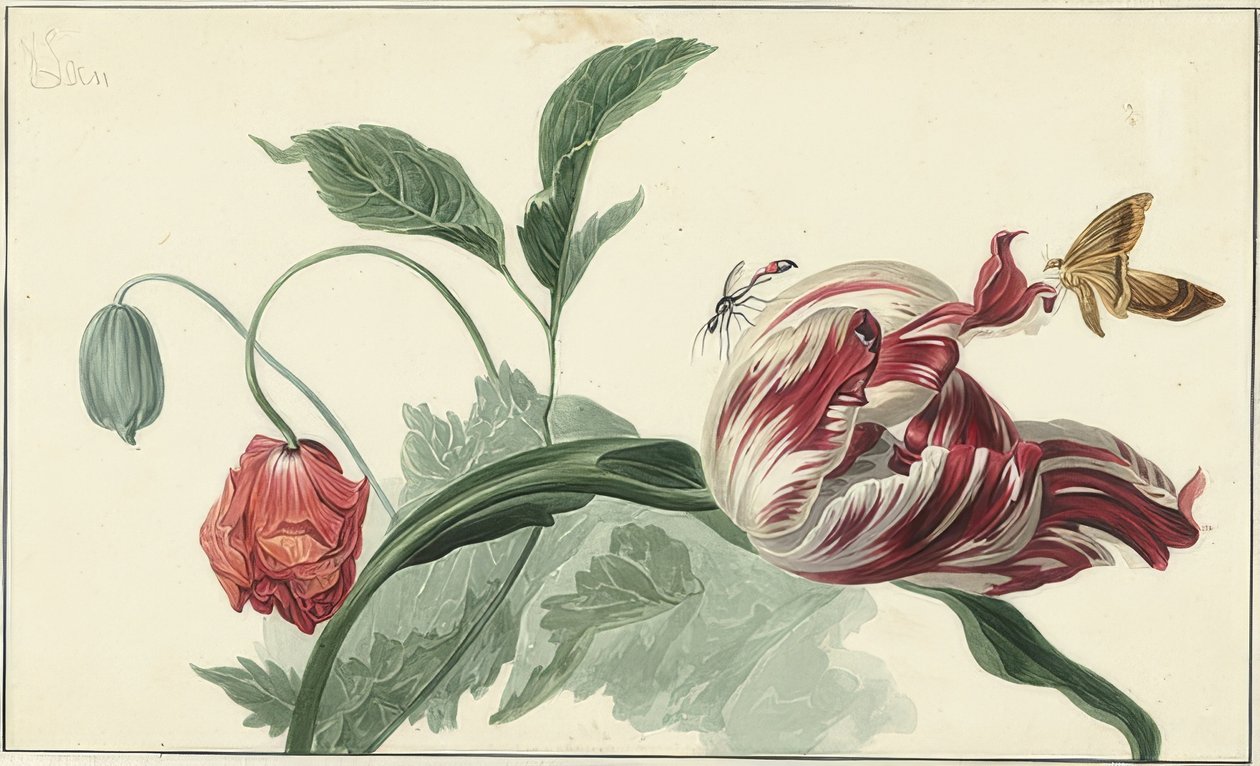 Tulipe et pavot - Willem van Leen