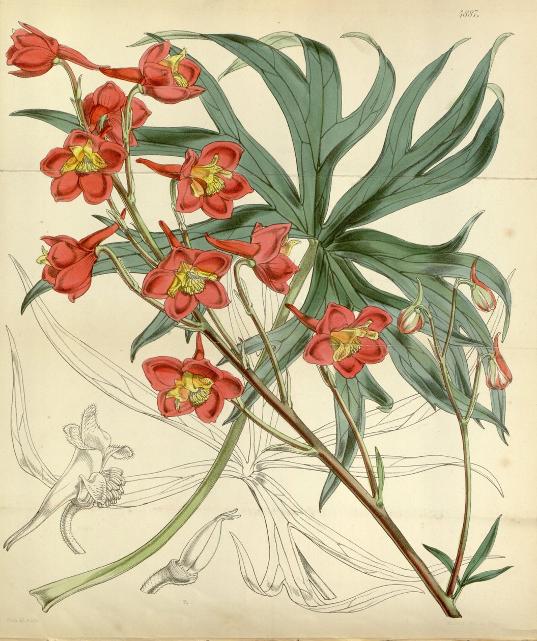 Delphinium cardinale - William Curtis