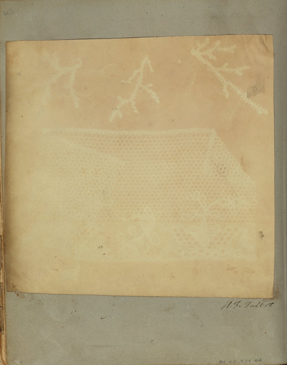 Un fragment de dentelle avec trois brins de mousse - William Henry Fox Talbot