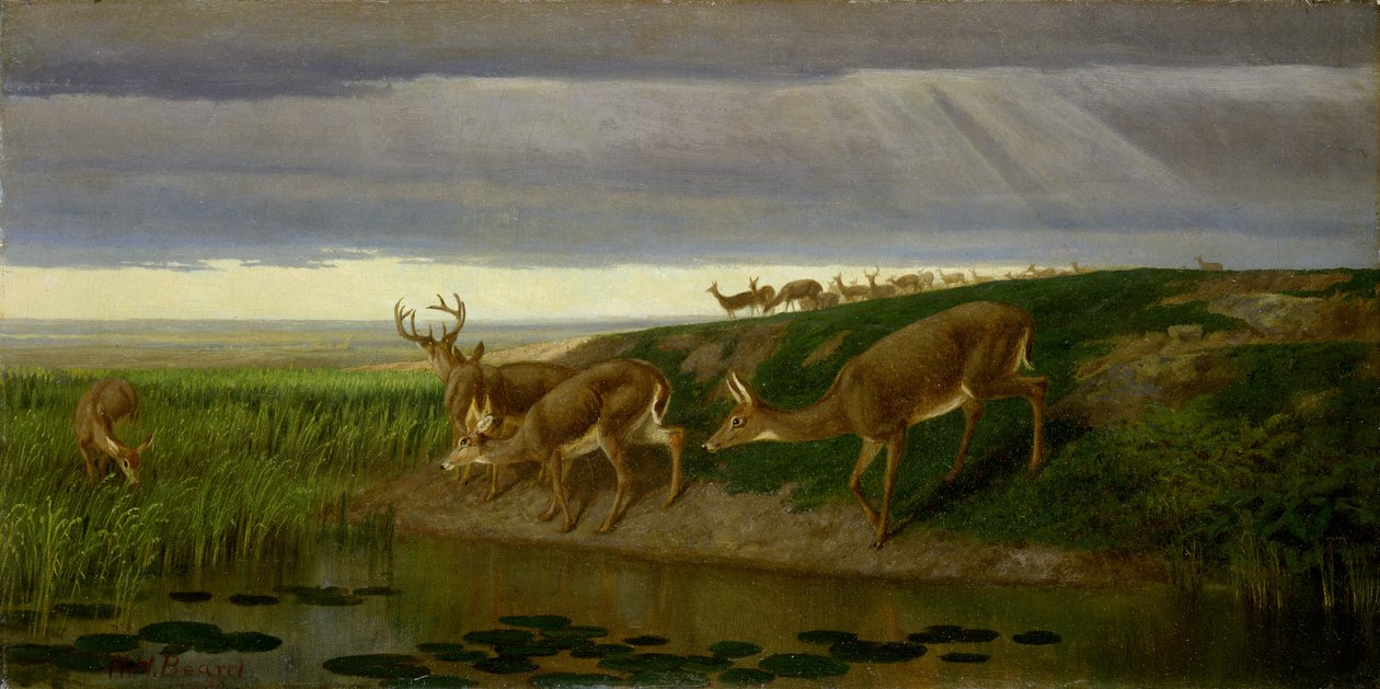 Cerfs dans la prairie - William Holbrook Beard