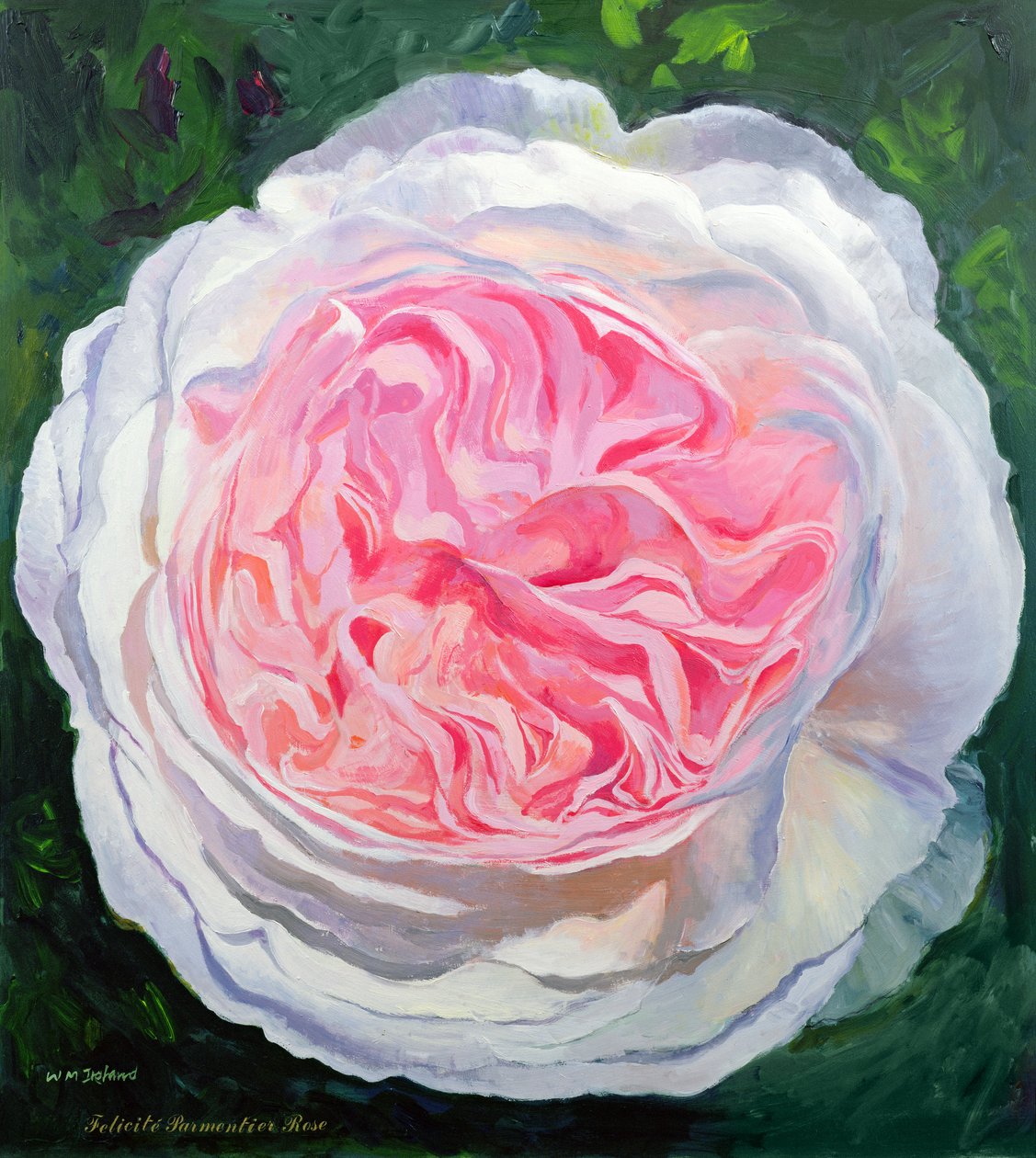 Rose victorienne - William Ireland