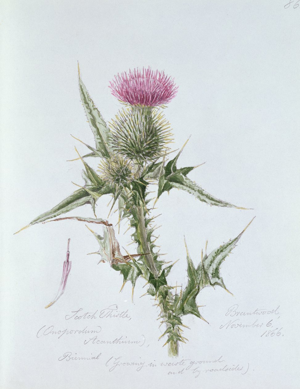 Chardon écossais, peint à Brantwood, 6 novembre 1866 - William James Linton