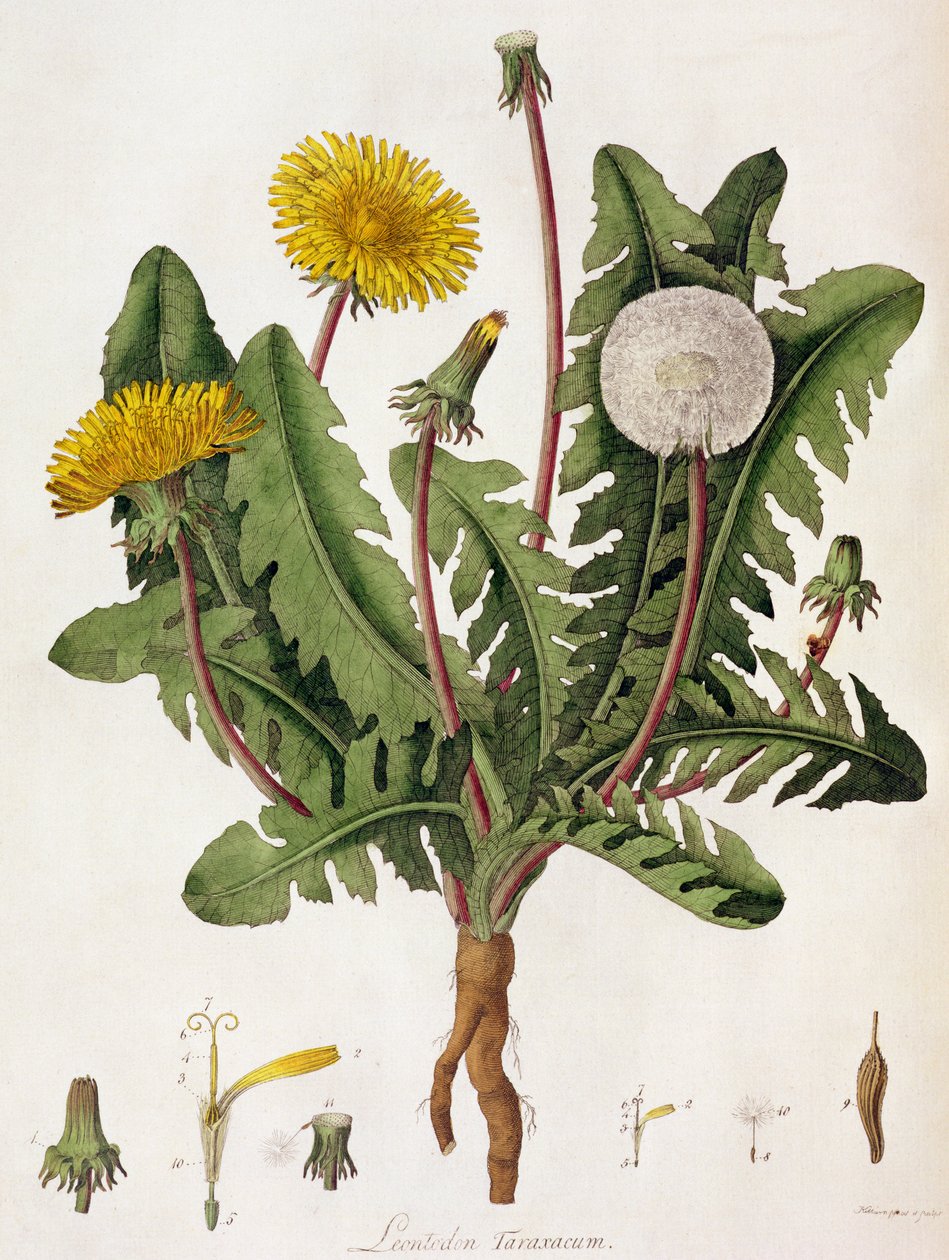 Pissenlit - William Kilburn