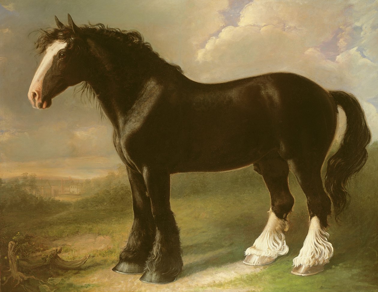 Vieux cheval noir anglais - William Shiels