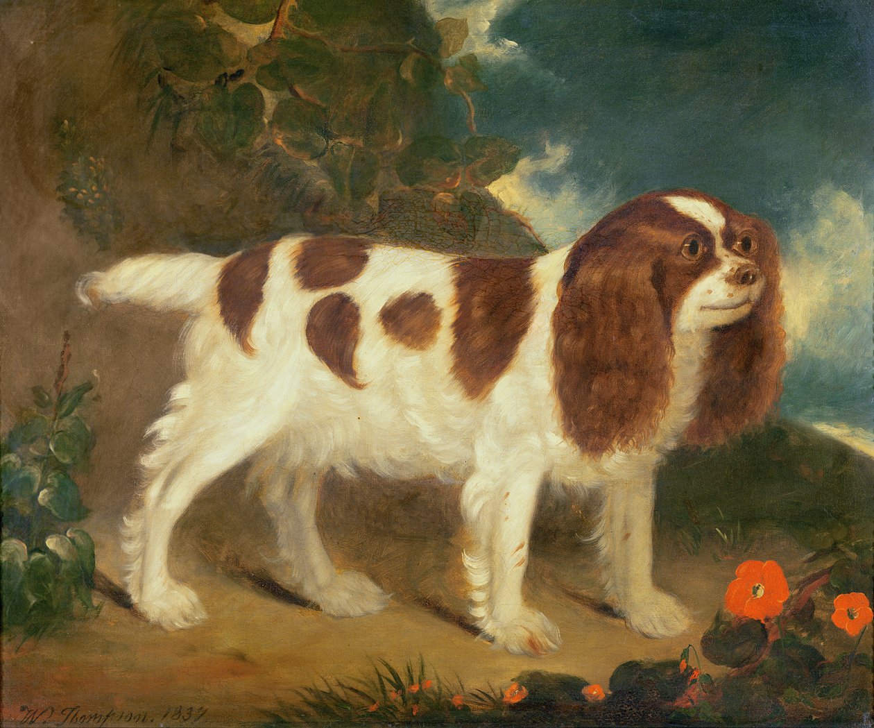 Épagneul King Charles - William Thompson