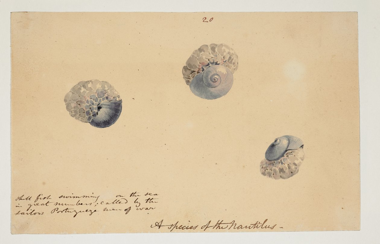 WD 961 f.20 - William Alexander
