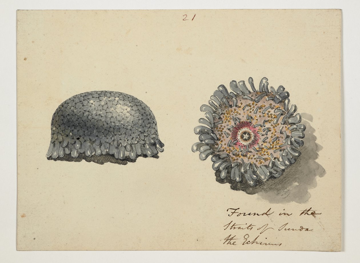 WD 961 f.21 - William Alexander