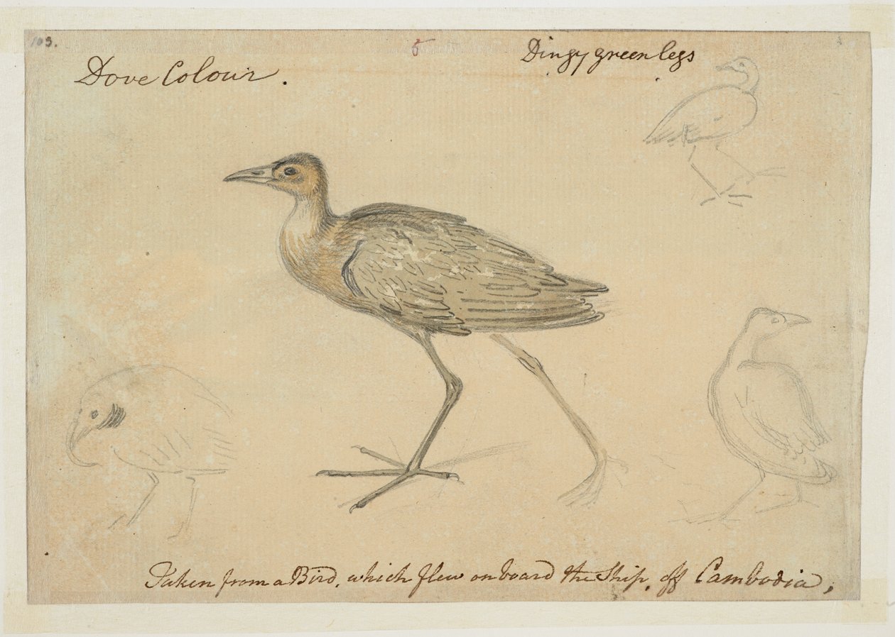 WD 961 f.5 - William Alexander