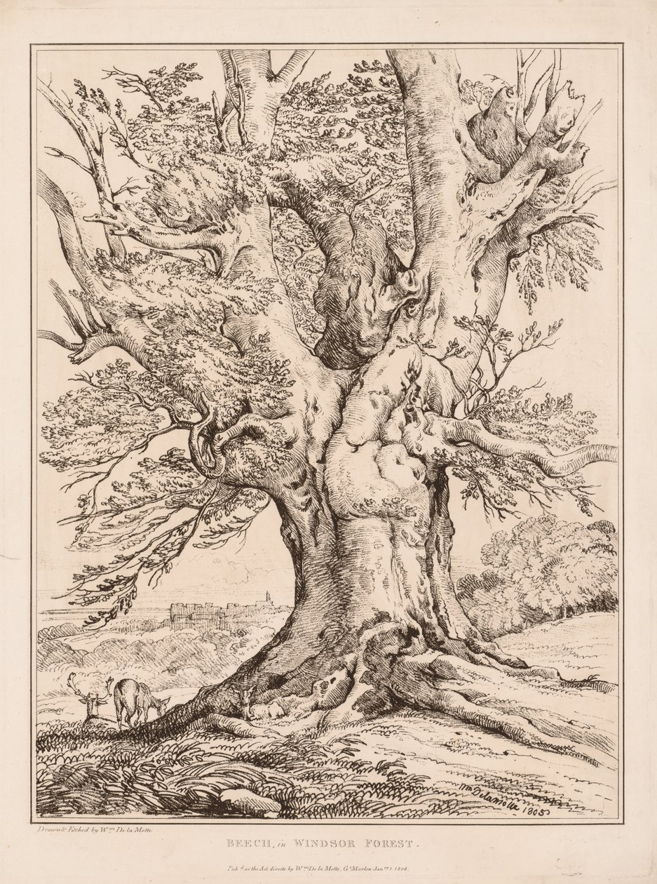 Hêtre dans la forêt de Windsor - William Alfred Delamotte