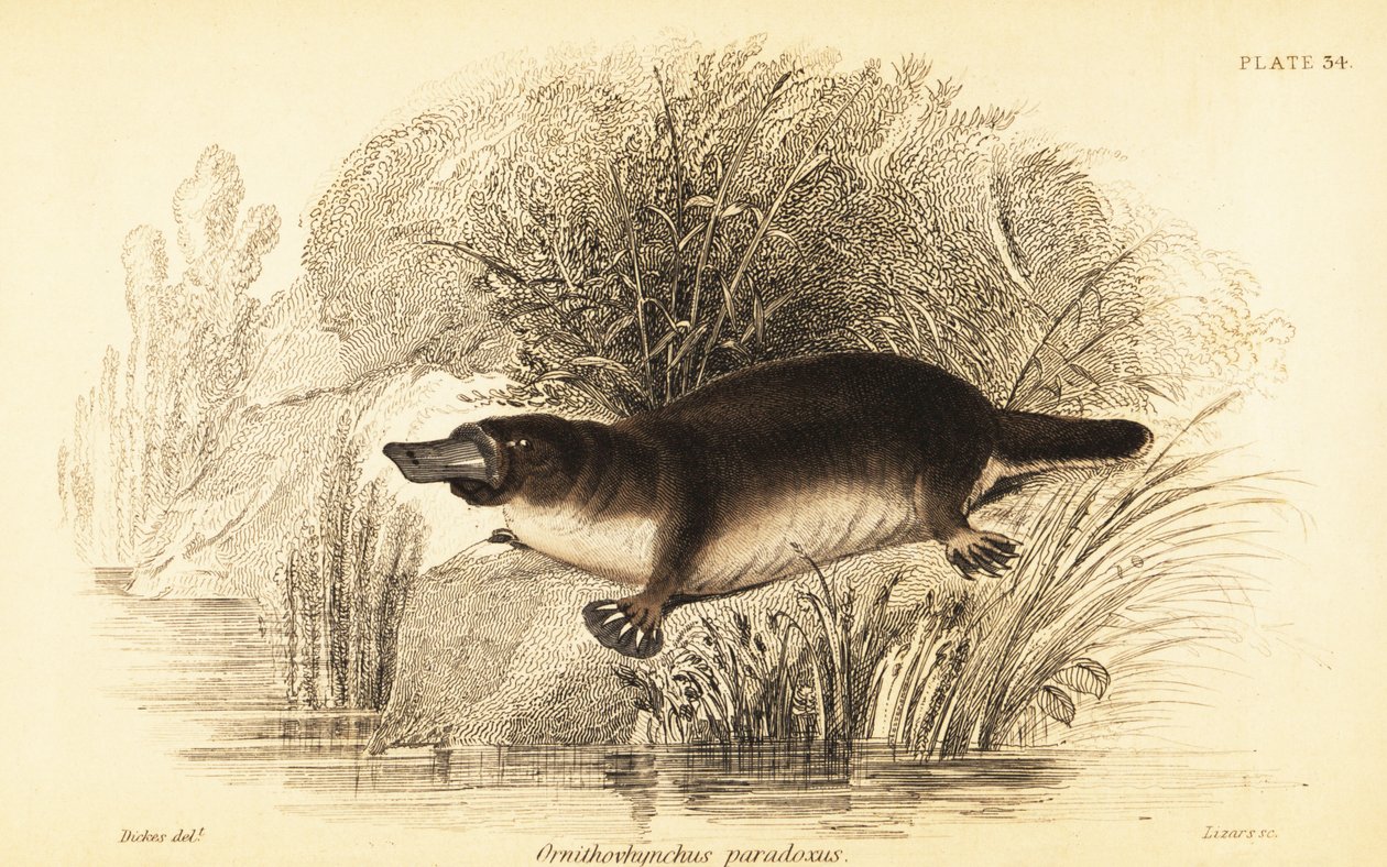 Ornithorynque, Ornithorhynchus anatinus - William Dickes